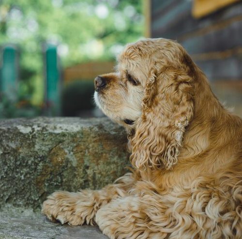 Wie Viel Kostet Ein Cocker Spaniel?