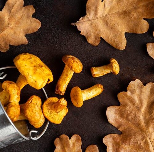 Wann und wo gibt es Pfifferlinge?