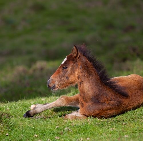 Wie lange darf ein Pferd liegen?