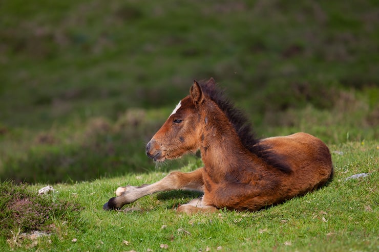 Wie lange darf ein Pferd liegen?