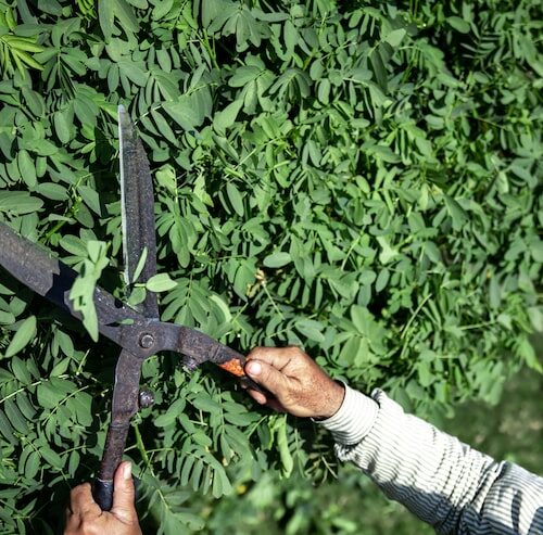 Wann darf die Hecke geschnitten werden?