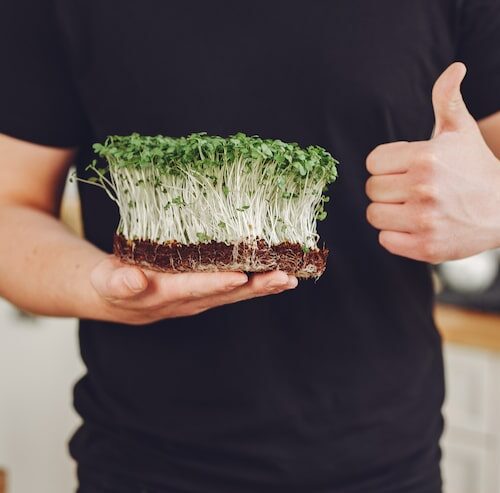 Wie Lange Kann Man Feldsalat Säen?