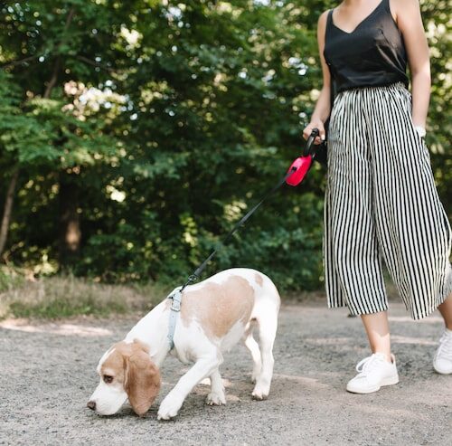 Wie lange darf ein Welpe spazieren gehen?