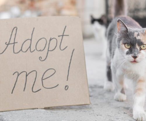 Wo ist diese Woche Catsan im Angebot?