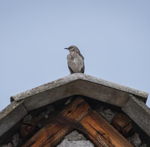 Warum Sitzen Tauben Auf Dem Dach?