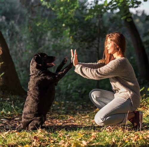 Wie lange darf ein Hund alleine bleiben laut Gesetz?