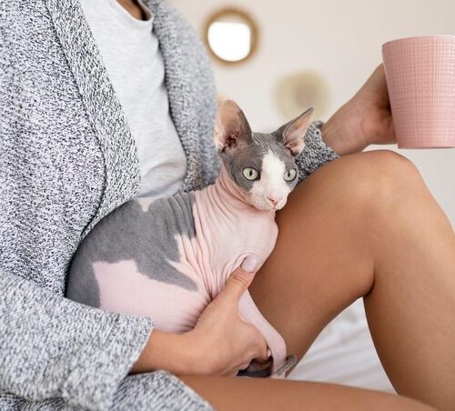 Wie Sieht Ein Katzenpenis Aus?