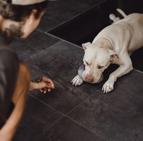 Wie Verhält Sich Ein Hund Wenn Er Stirbt?