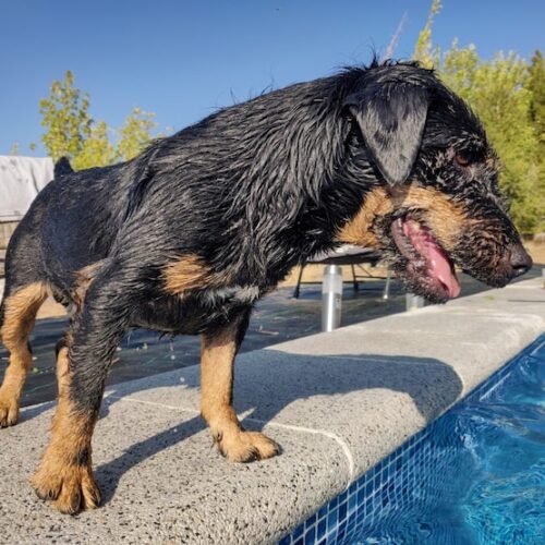 Wie gefährlich ist ein Kangal?