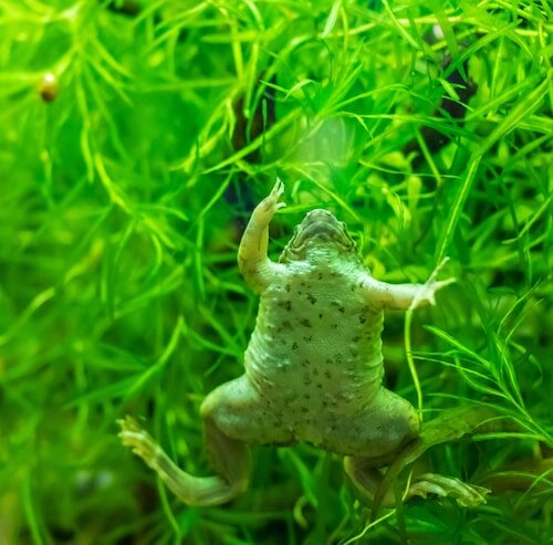 Wie lange Licht im Aquarium bei Algen?