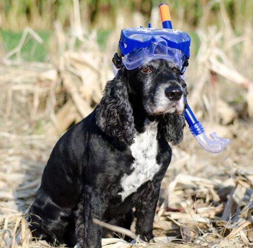 Was Ist Die Mittelmeerkrankheit Bei Hunden?
