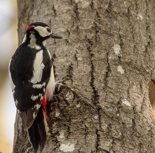 Warum Bekommt Der Specht Keine Kopfschmerzen?