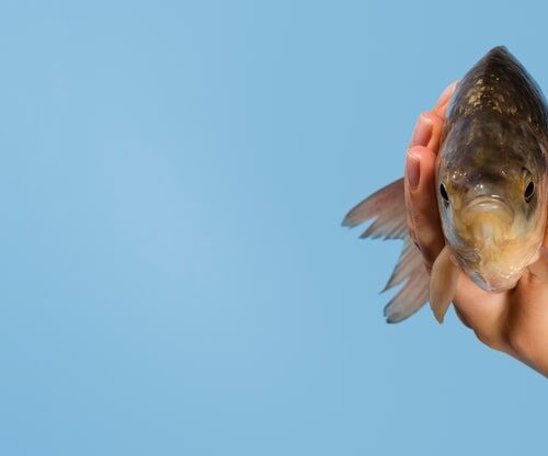 Wie Vermehren Sich Fische?