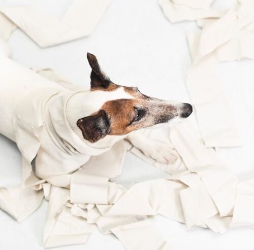 Wie Viel Kostet Einschläfern Hund?