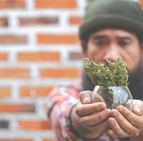 Wie Alt Wird Eine Cannabispflanze?