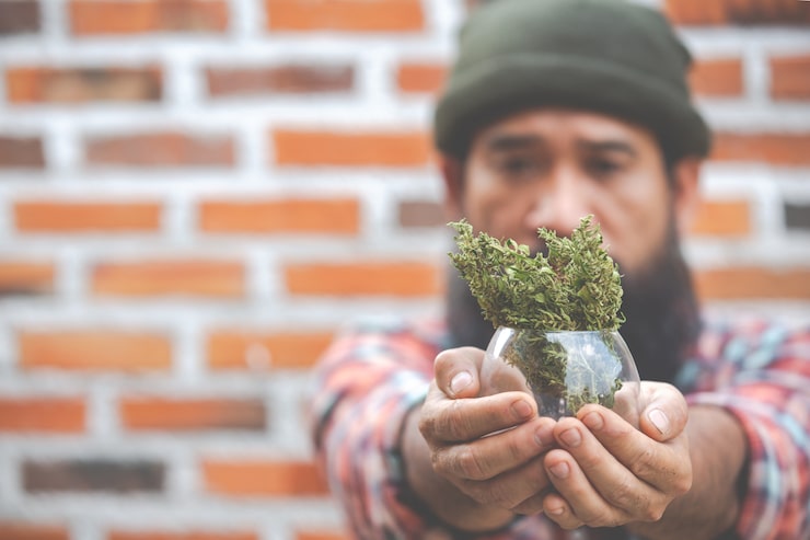Wie Alt Wird Eine Cannabispflanze?