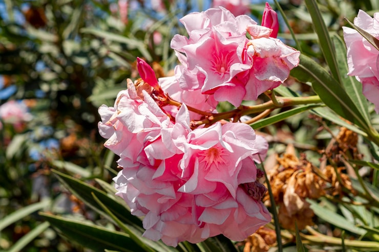 Wann Kann Der Oleander Ins Freie?