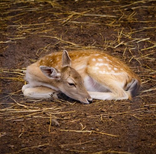 Wohin geht ein Reh mit Haarausfall?