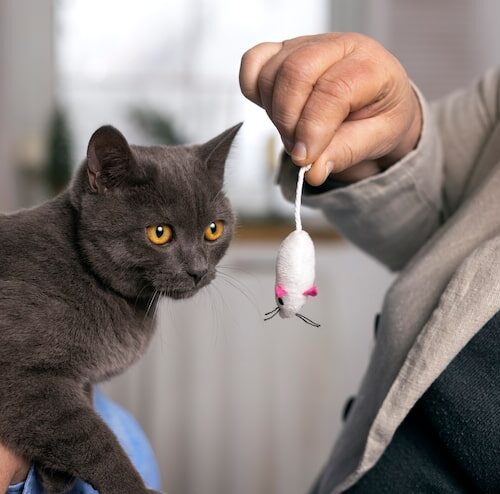 Wie Sieht Ohrenschmalz Bei Katzen Aus?