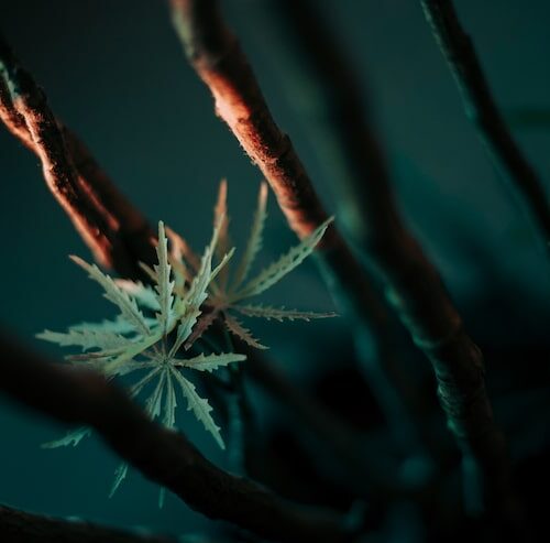 Wann Wächst Hanf Tag Oder Nacht?