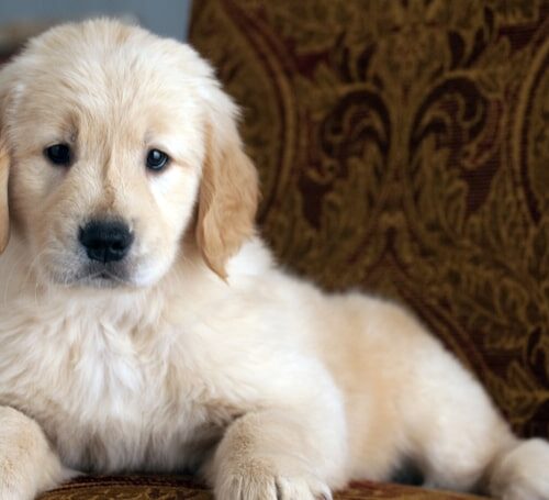 Wie viel kostet ein Golden Retriever Welpen?