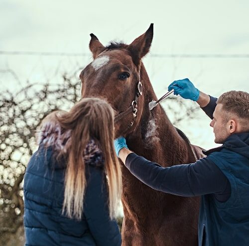 Was Ist Eine Kolik Beim Pferd?