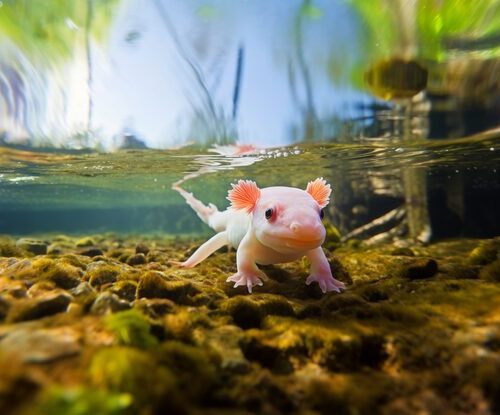 Wie Viel Platz Braucht Ein Axolotl?