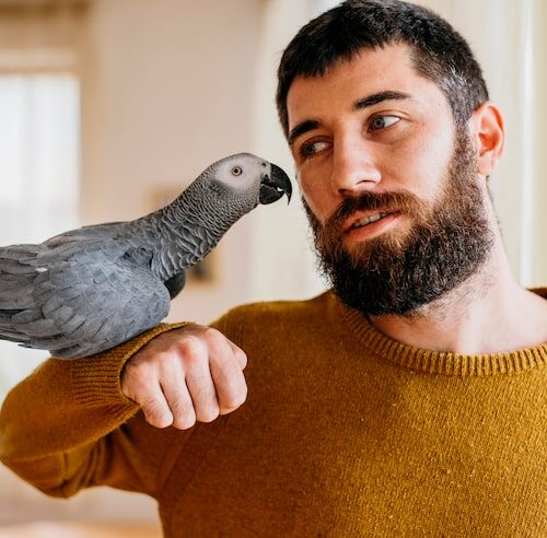 Wie Viel Kostet Ein Sprechender Papagei?