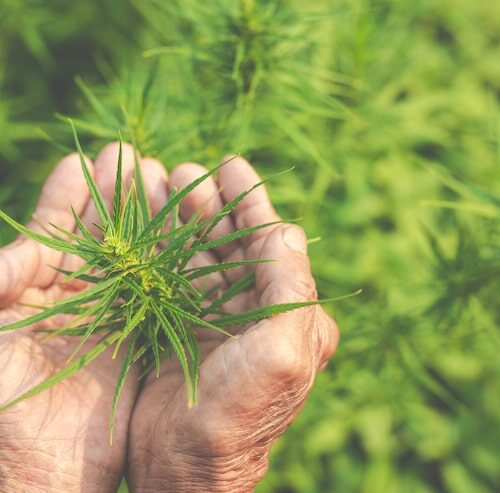Unkraut Sieht Aus Wie Hanf
