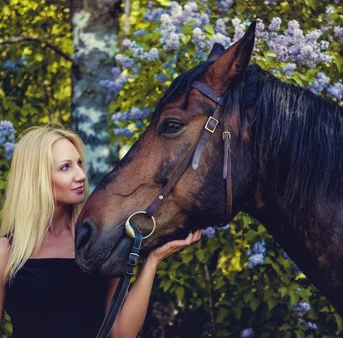 Was ist das schönste Pferd der Welt?