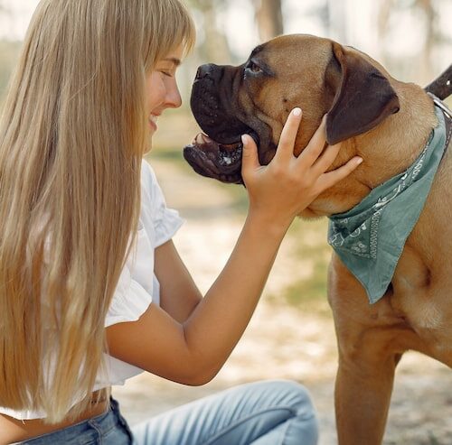 Wo Ist Die Milz Beim Hund?