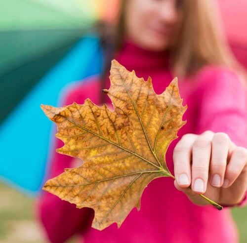 Warum Werden Blätter Im Herbst Bunt?