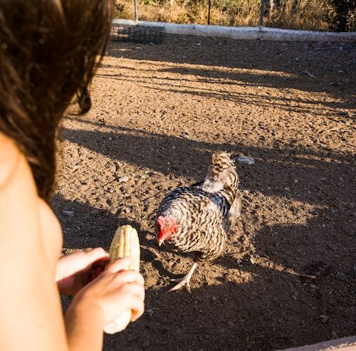 Wie vermehren sich Hühner?