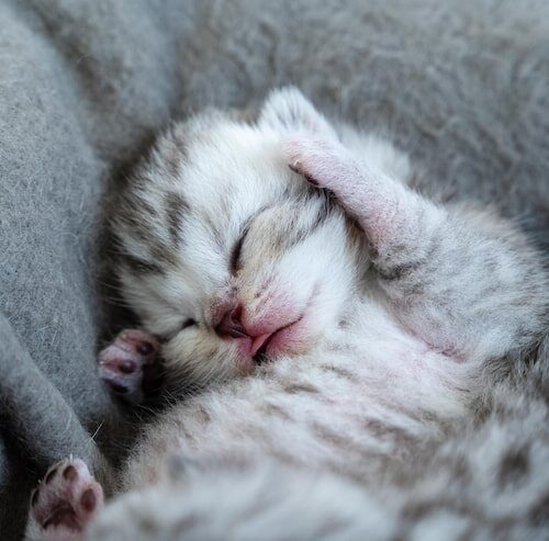 Wie viel schlafen Kitten mit 12 Wochen?