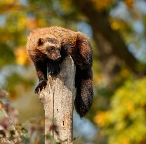 Was Ist Das Sauberste Tier Der Welt?