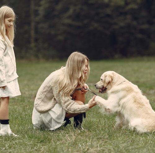 Wie viel kostet ein Golden Retriever?