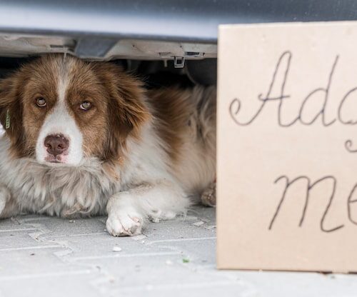 Wo kann ich meinen Hund abgeben?