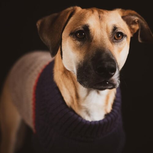 Wie gut sehen Hunde im Dunkeln?