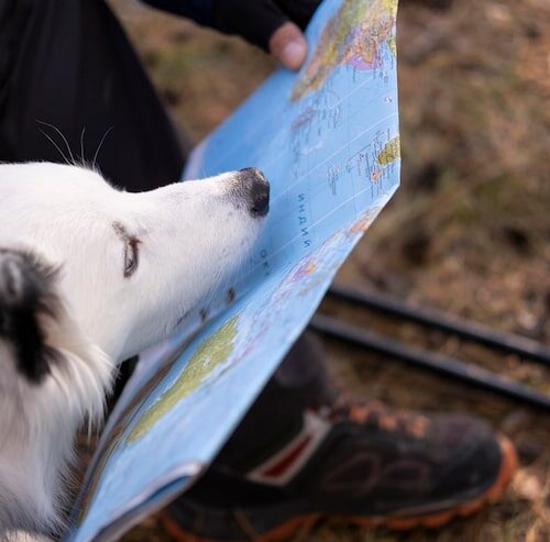 Was Ist Eine Rute Beim Hund?