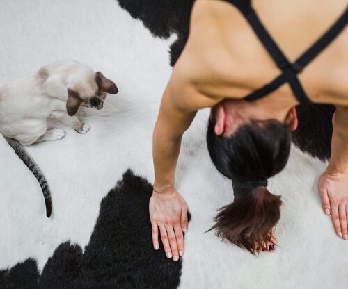 Wie Sieht Stumpfes Fell Bei Katzen Aus?