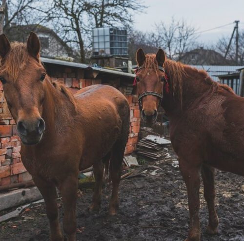 Wie Viel Kostet Ein Quarter Horse?
