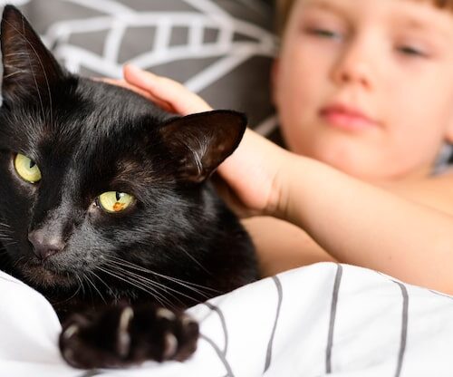 Woher Stammt Die Katze?