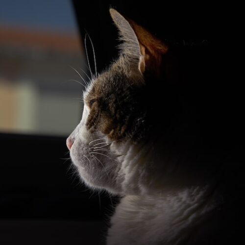 Wie Gut Können Katzen Im Dunkeln Sehen?