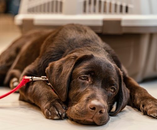 Wie Viel Kostet Kastration Hund?