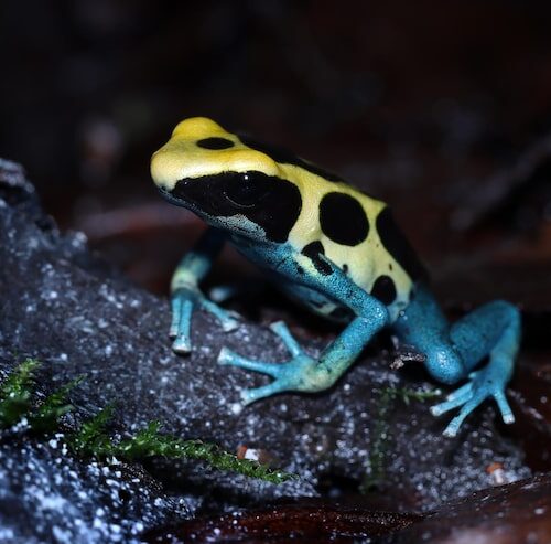 Wo Lebt Der Giftigste Frosch Der Welt?