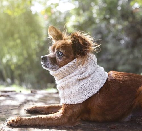 Wie Lange Halskrause Nach OP Hund?