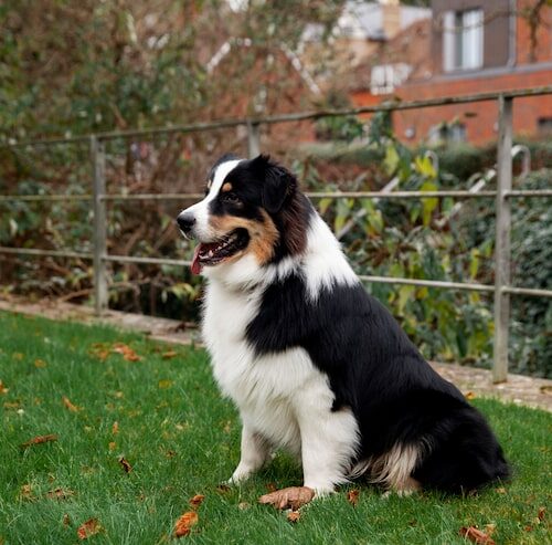 Wie Groß Wird Ein Australian Shepherd?