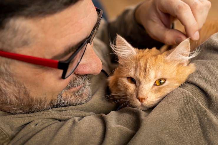 Wie entfernt man Zecken bei Katzen?